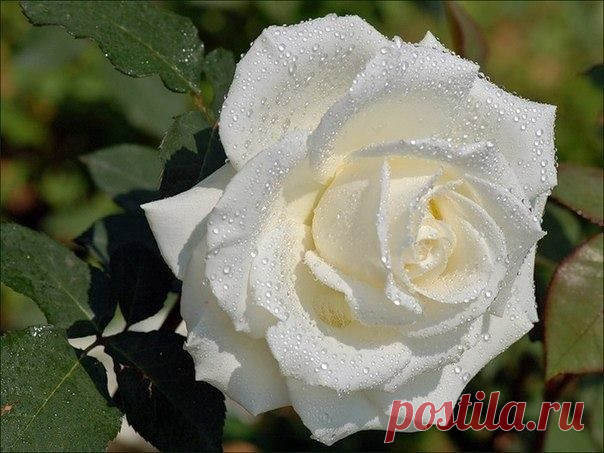 цитата ТАМАРА_КАКУРИНА : *ЦВЕТЫ - РАДОСТЬ ЖИЗНИ* (09:34 22-06-2014) [5227673/328537564] - formus53@mail.ru -