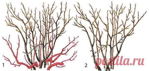 Правильная обрезка смородины – важный шаг к отменному урожаю | Сад, дом, огород | Яндекс Дзен