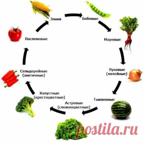 Что сажать после моркови на следующий год, а что не стоит