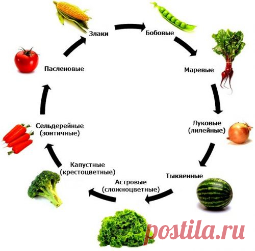Что сажать после моркови на следующий год, а что не стоит