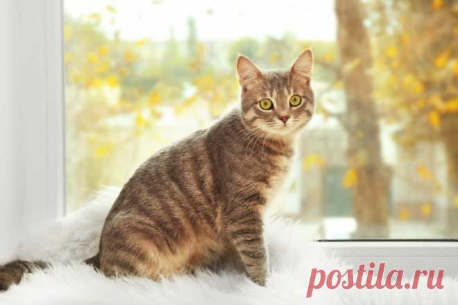 Исповедь кота: что делает кошка, пока вас нет дома? | ikoshkiru - Мир кошек | Дзен