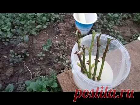 🌹Осеннее черенкование роз в открытом грунте. Очень простой способ.