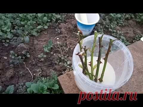 🌹Осеннее черенкование роз в открытом грунте. Очень простой способ.