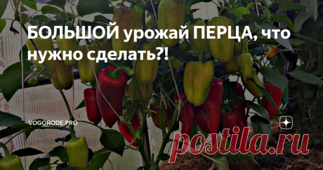 БОЛЬШОЙ урожай ПЕРЦА, что нужно сделать?!