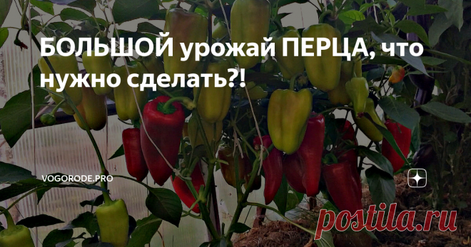 БОЛЬШОЙ урожай ПЕРЦА, что нужно сделать?!