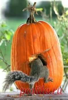 Squirrel: 