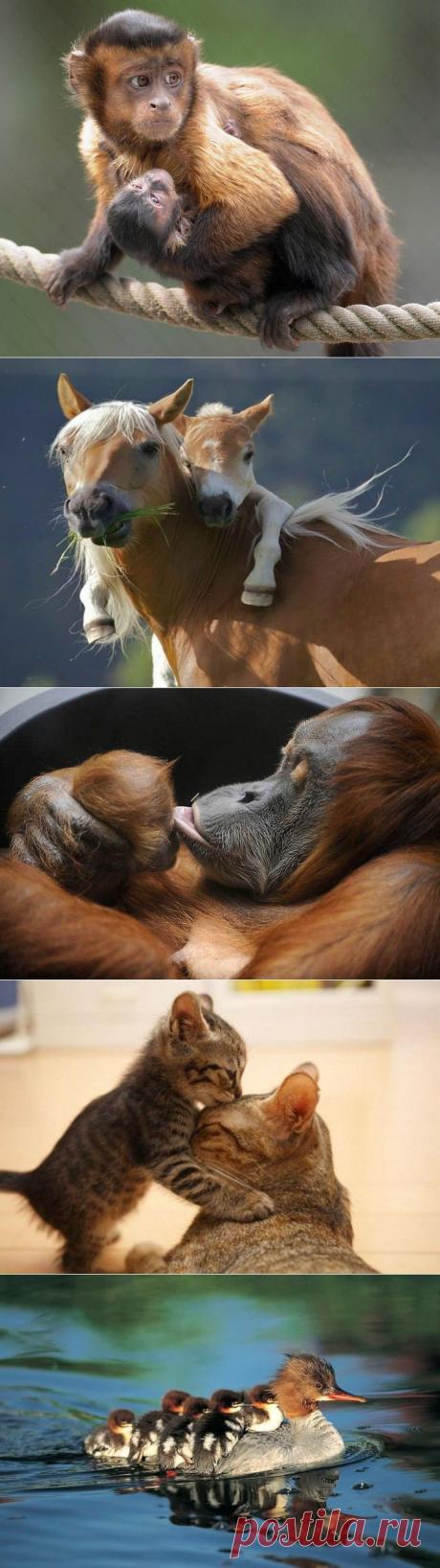 Нет сильней материнской любви | Велемудр