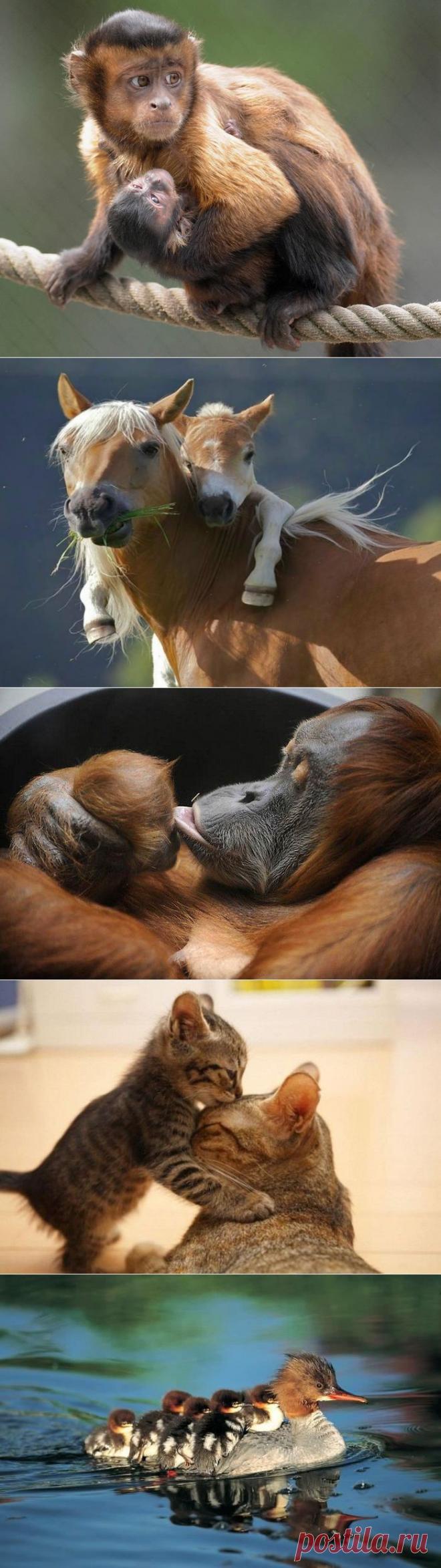 Нет сильней материнской любви | Велемудр