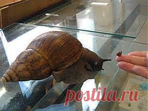 Ахатина, гигантская домашняя улитка ахатина: фото, уход, содержание, африканские, фулика, яйца, размножение