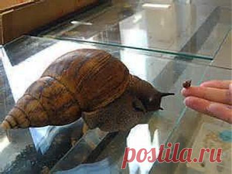 Ахатина, гигантская домашняя улитка ахатина: фото, уход, содержание, африканские, фулика, яйца, размножение