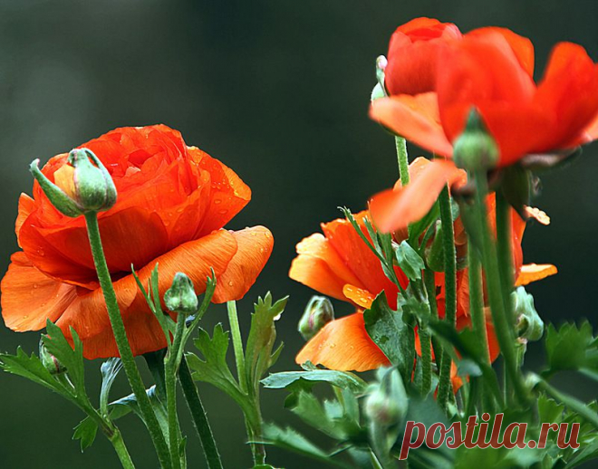 0_ac4d0_78e3cb13_XL.jpg (800×628)