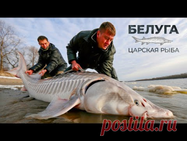 Белуга: самая дорогая и большая рыба России | Рыбовое