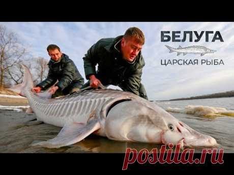 Белуга: самая дорогая и большая рыба России | Рыбовое