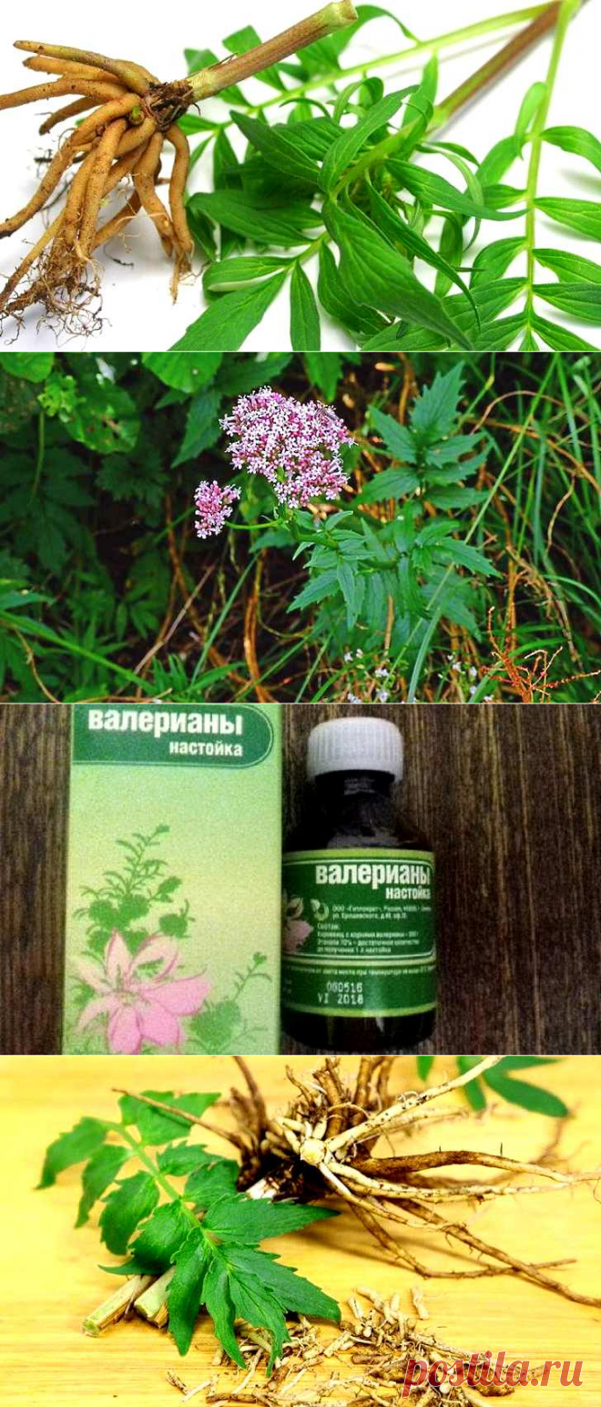 Валериана лекарственная: настойка, отвар, настой, применение
Народная медицина к тому же считает ее ветрогонным (при вздутии живота), глистогонным средством, а также способствующим пищеварению. Кроме того, клиническими исследованиями установлено, что она уменьшает рефлекторную возбудимость и расслабляет спазм гладкой мускулатуры (сердце).