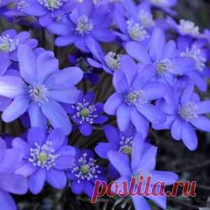 Синие цветы фото - МирТесен