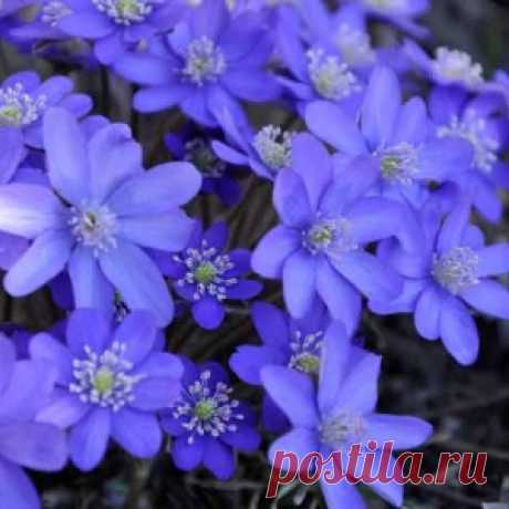 Синие цветы фото - МирТесен