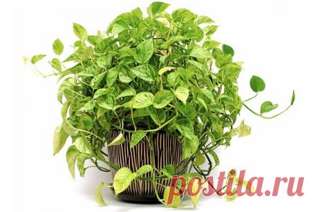 Сциндапсус - как ухаживать за домашней лианой