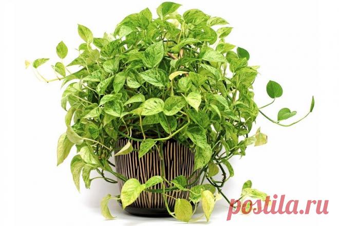 Сциндапсус - как ухаживать за домашней лианой