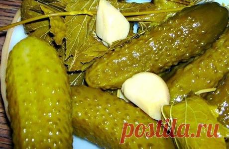 Когда мне лень возиться с консервацией, я делаю вкусные бочковые огурцы на зиму без стерилизации и закруток | Отчаянная Домохозяйка | Яндекс Дзен