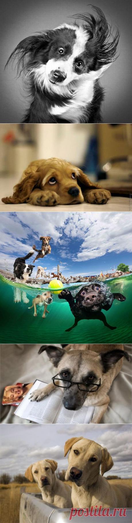 9 вещей о собаках, которые вы могли не знать. — Воротила