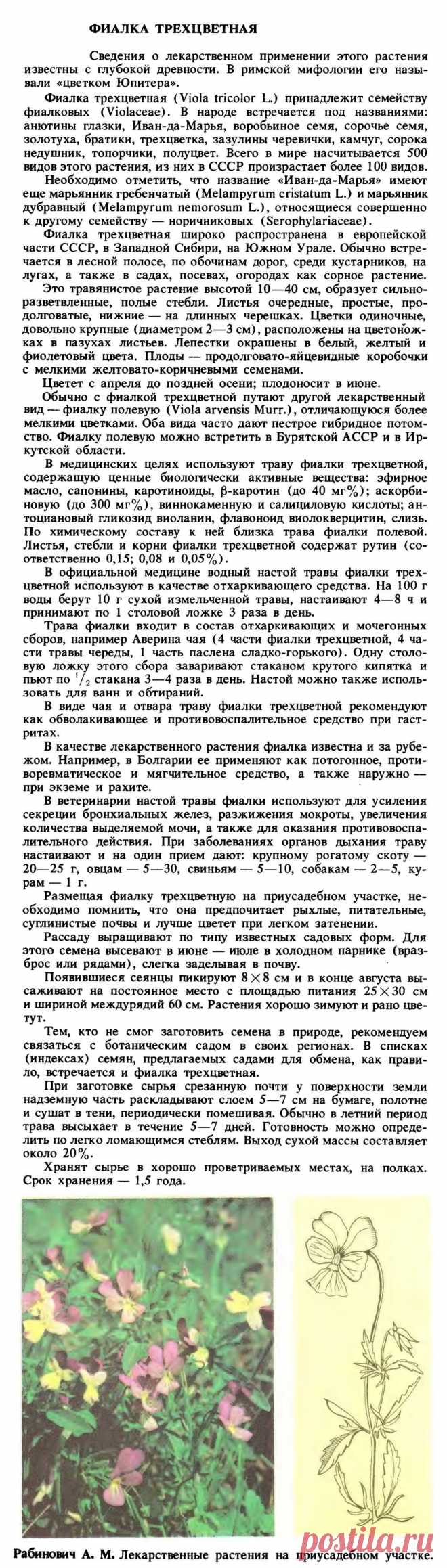 Фиалка трехцветная