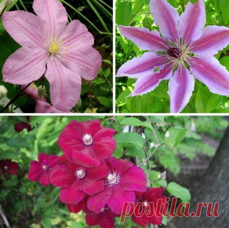 Какие бывают клематисы - обзор групп, лучшие сорта