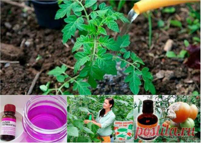 Чем полить рассаду помидор чтобы росли крепкими