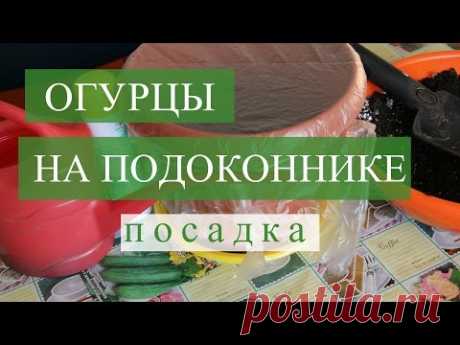 Огурцы на подоконнике. Посадка. (30.11.2016)