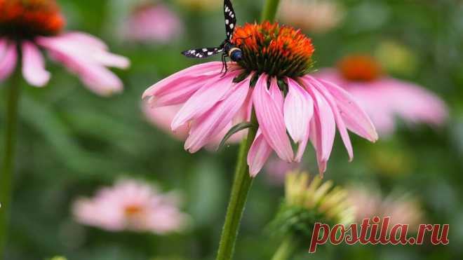 Spätblüher für Balkon und Garten: So hast du eine lange Blütenpracht | WEB.DE