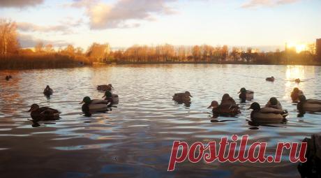 пруд в Полюстровском парке