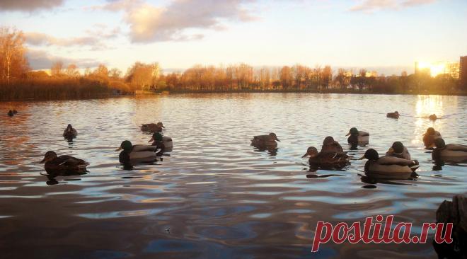 пруд в Полюстровском парке