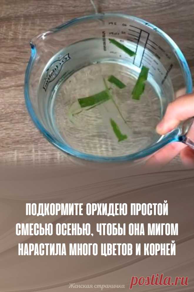 Подкормите орхидею простой смесью осенью, чтобы она мигом нарастила много цветов и корней