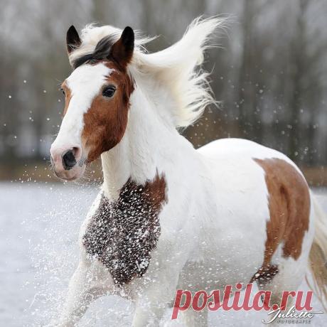 Splash « Heart of a Horse
