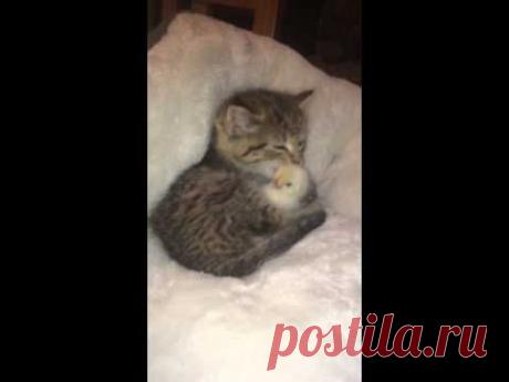 Маленький котенок успокаивает испуганного птенца