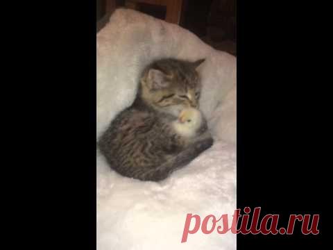 Маленький котенок успокаивает испуганного птенца