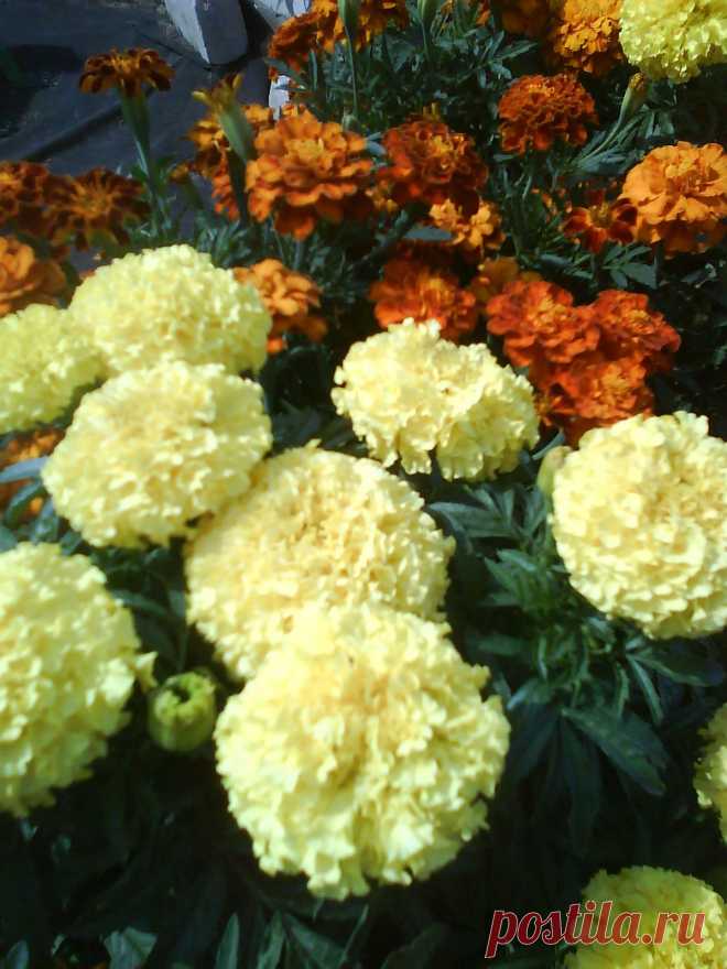 бархотки