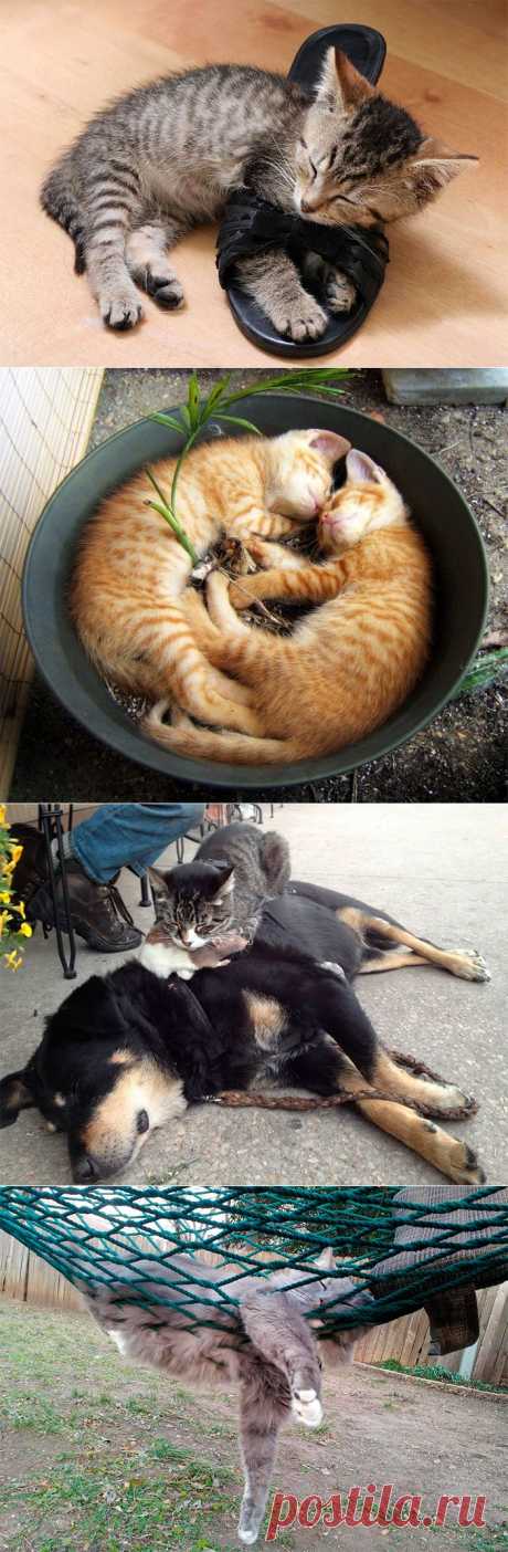 Спящие коты (21 фото)