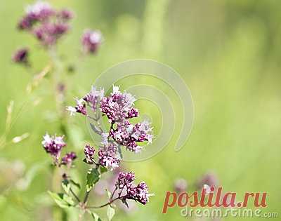 Stock Photos, Royalty-Free Images & Video Footage By Dreamstime Stock Photography