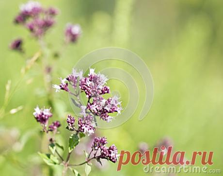 Stock Photos, Royalty-Free Images & Video Footage By Dreamstime Stock Photography
