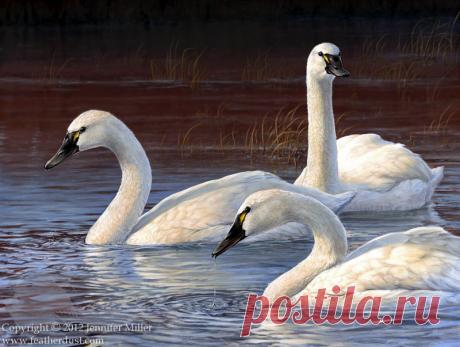 Evening Elegance - Tundra Swans by Nambroth on DeviantArt