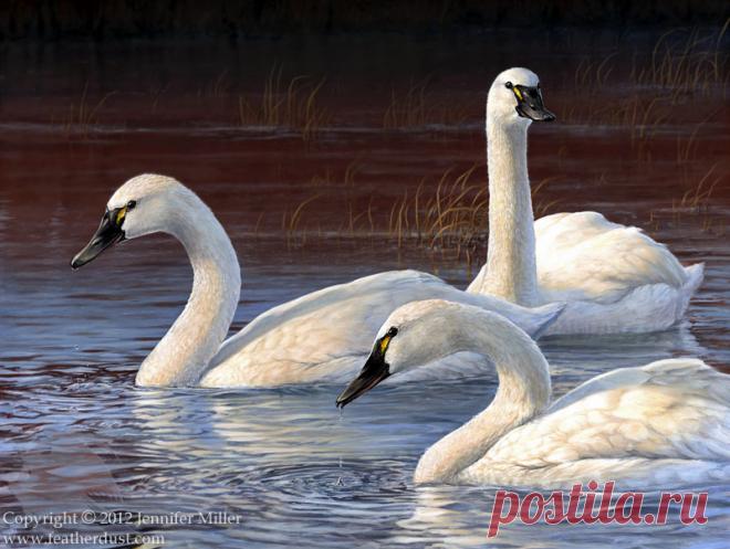 Evening Elegance - Tundra Swans by Nambroth on DeviantArt
