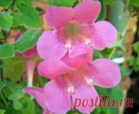 Азарина - выращивание и уход