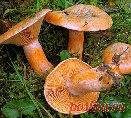 Как правильно солить рыжики Сколько дней солить рыжики