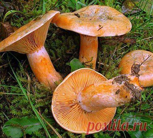 Как правильно солить рыжики Сколько дней солить рыжики