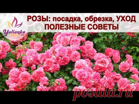 Розы спрей описание сортов, уход за саженцами, посадка: фото