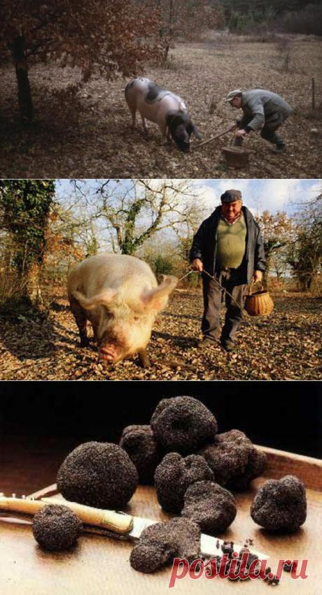 Тихая охота во Франции. Самые дорогие грибы в мире