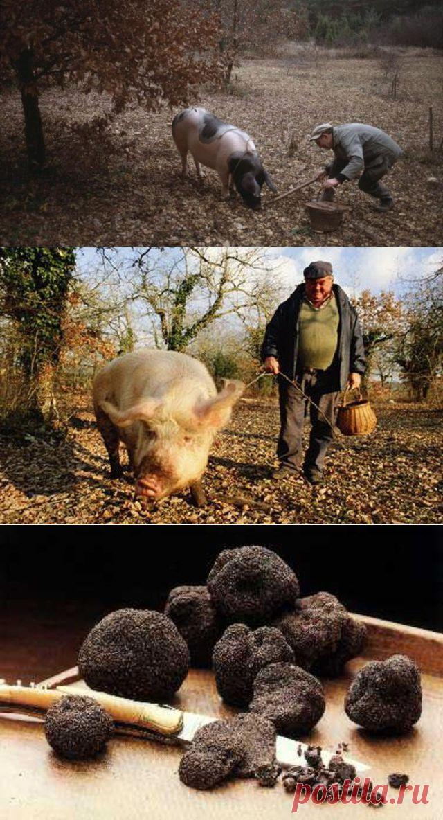 Тихая охота во Франции. Самые дорогие грибы в мире