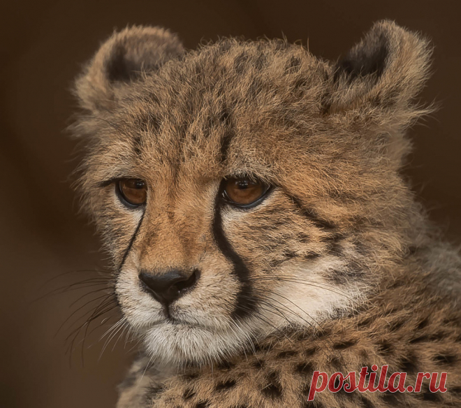 Maggie- Cheetah San Diego Zoo