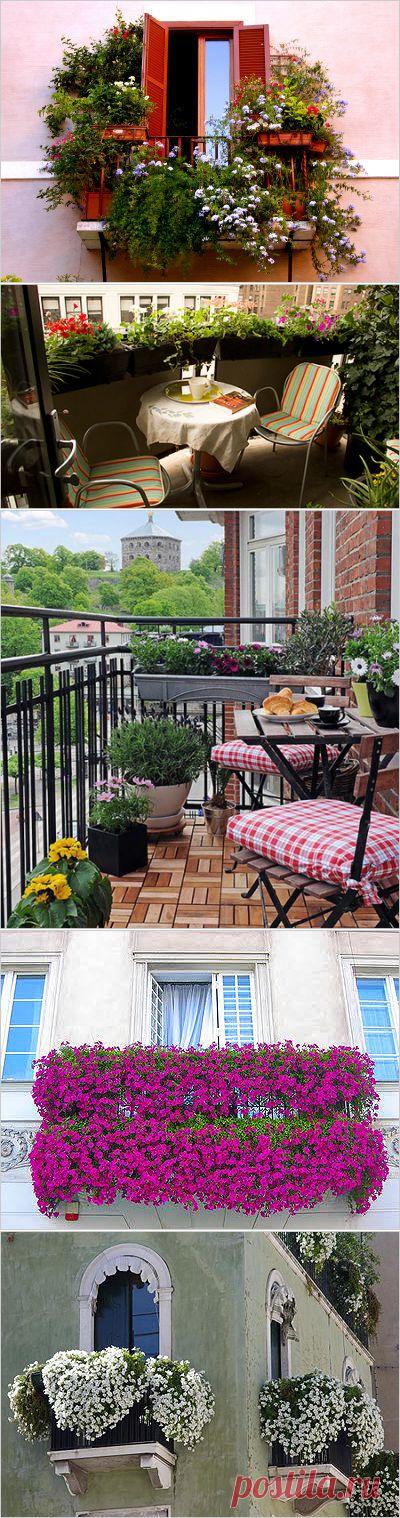 Озеленение балкона, лоджии, террасы.