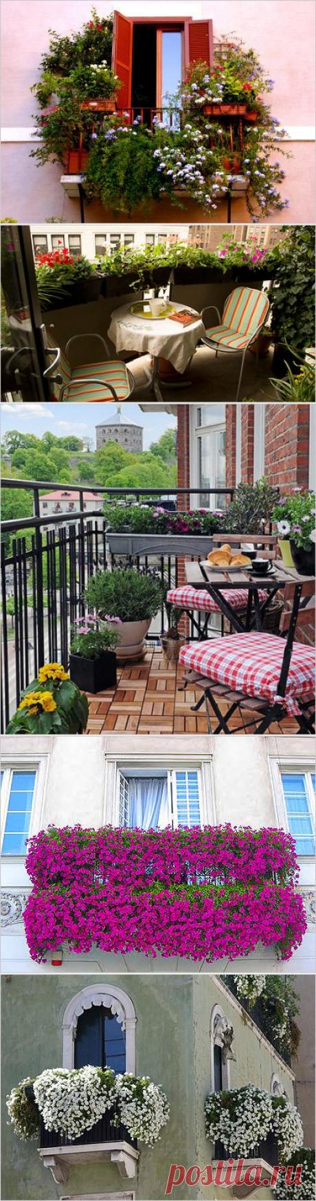 Озеленение балкона, лоджии, террасы.